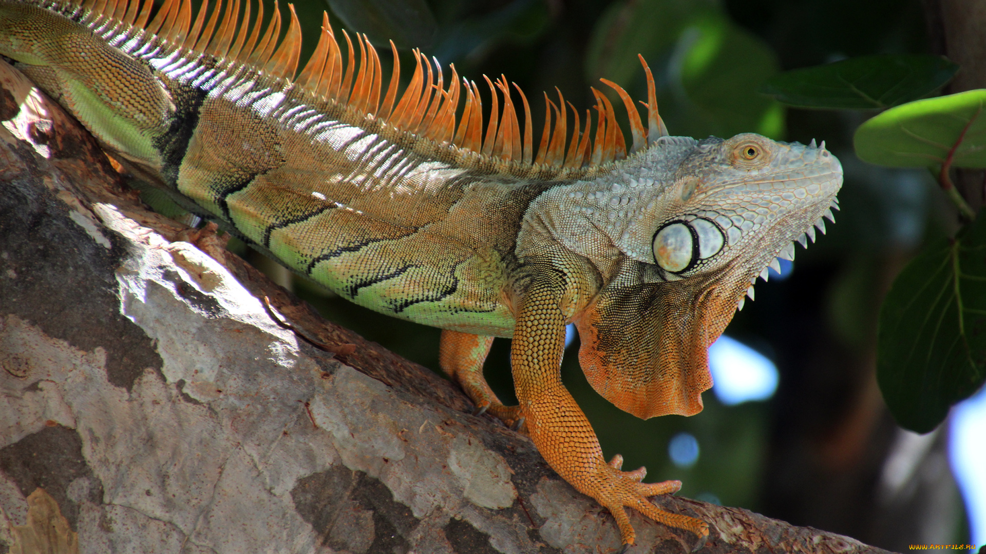 животные, ящерицы, , игуаны, , вараны, ящерица