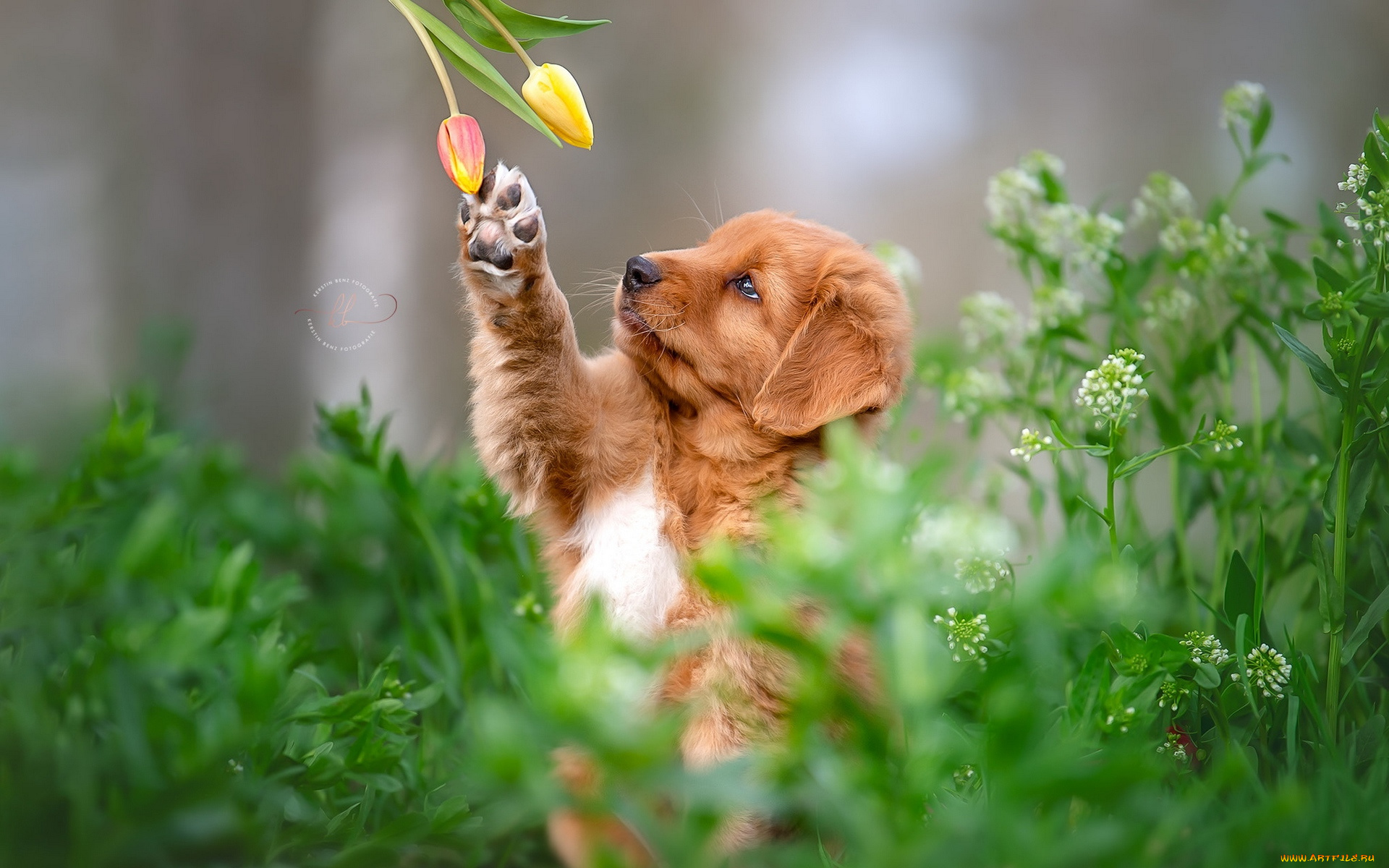 животные, собаки, собака