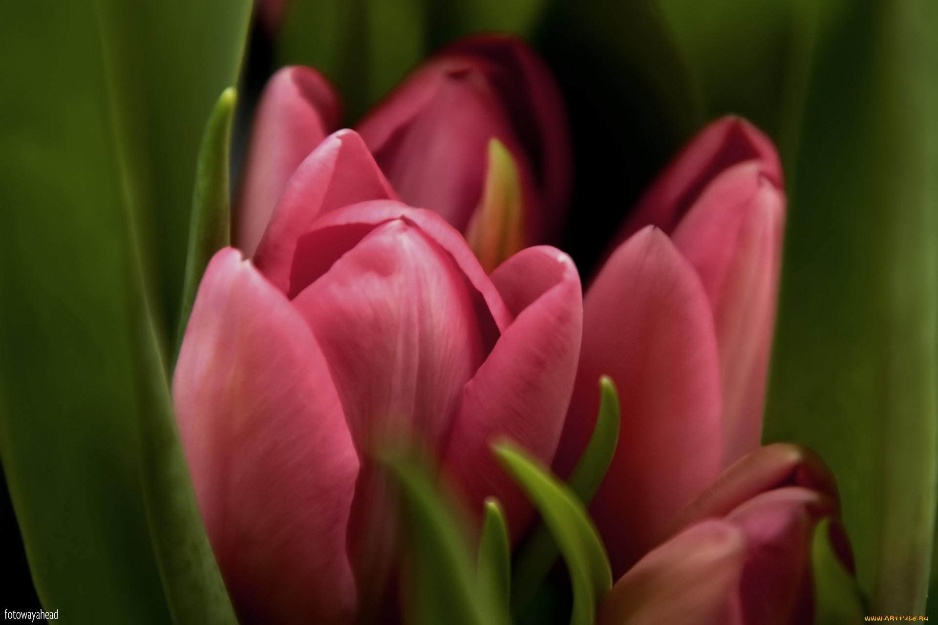 цветы, тюльпаны