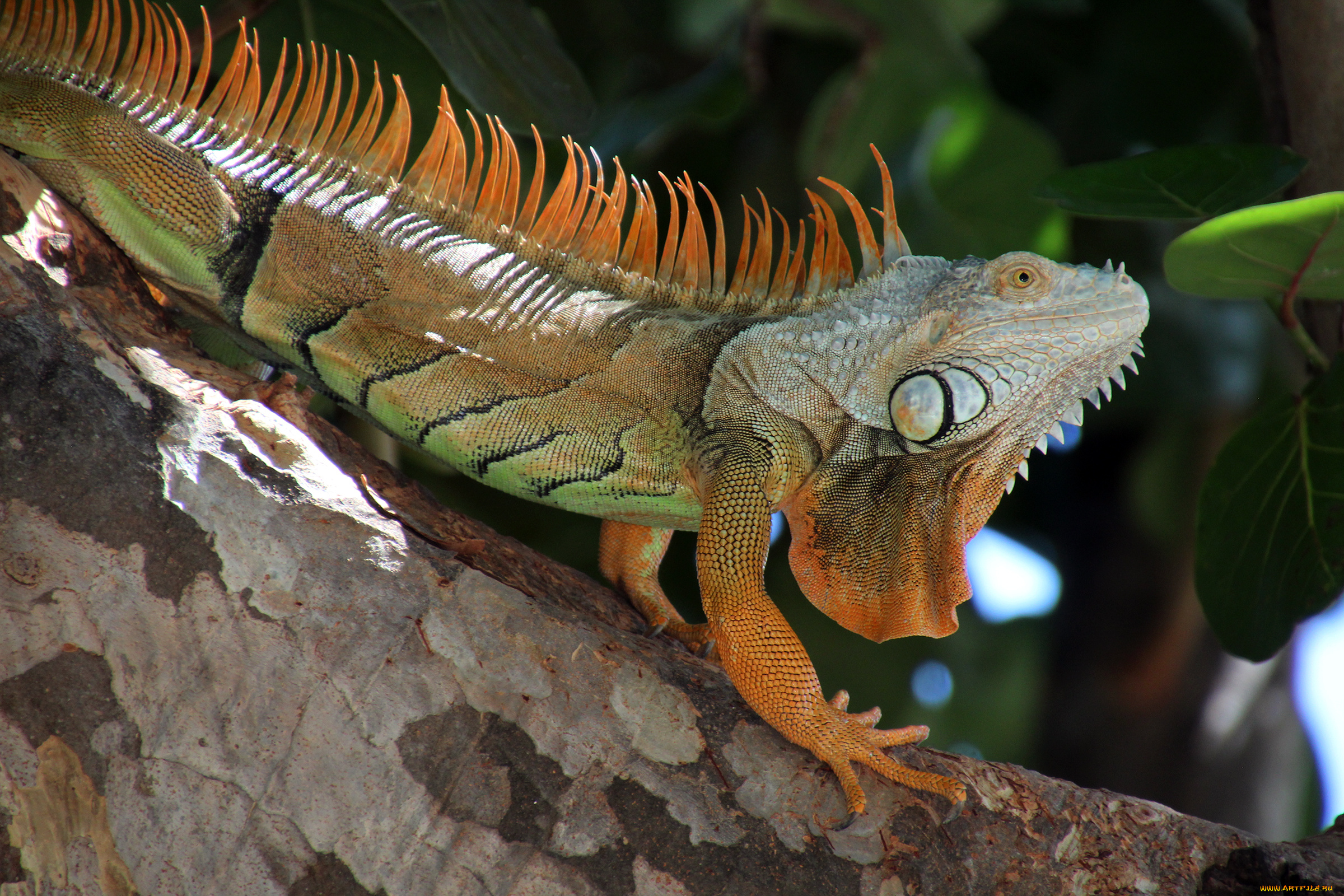 животные, ящерицы, , игуаны, , вараны, ящерица
