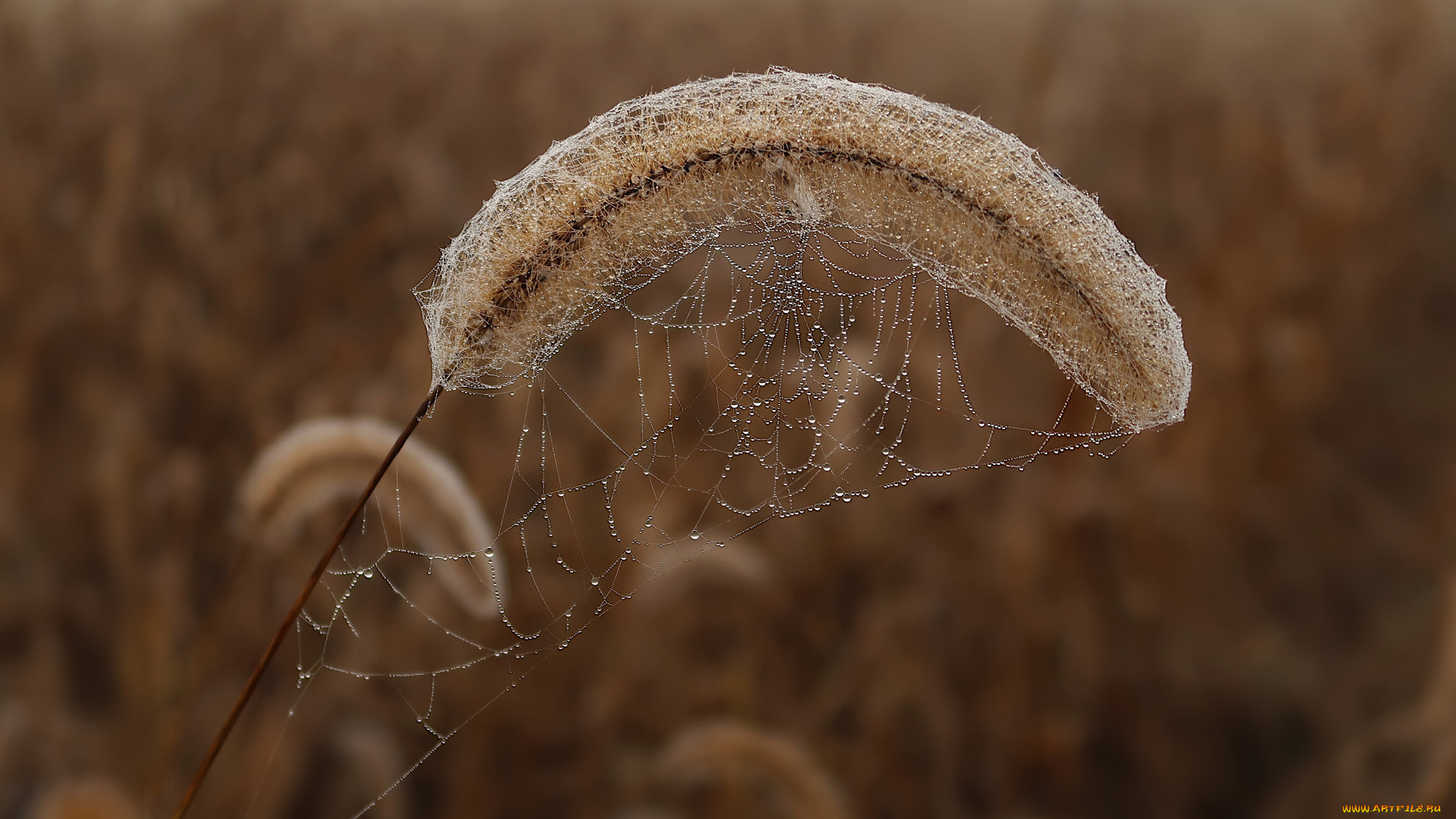 природа, макро, роса, трава