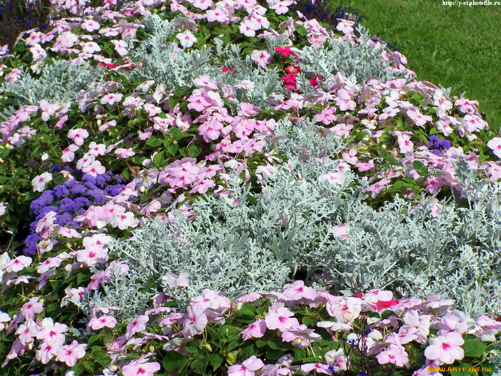 клумба, цветы, разные, вместе