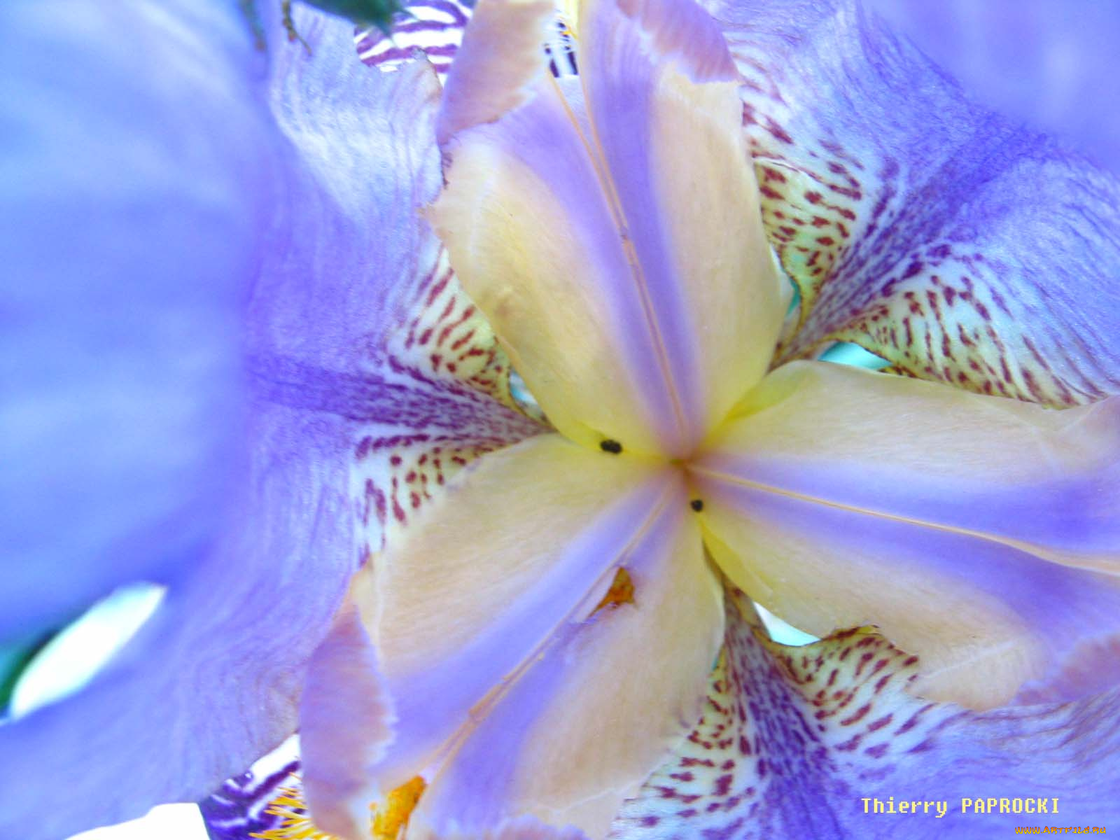 цветы, ирисы