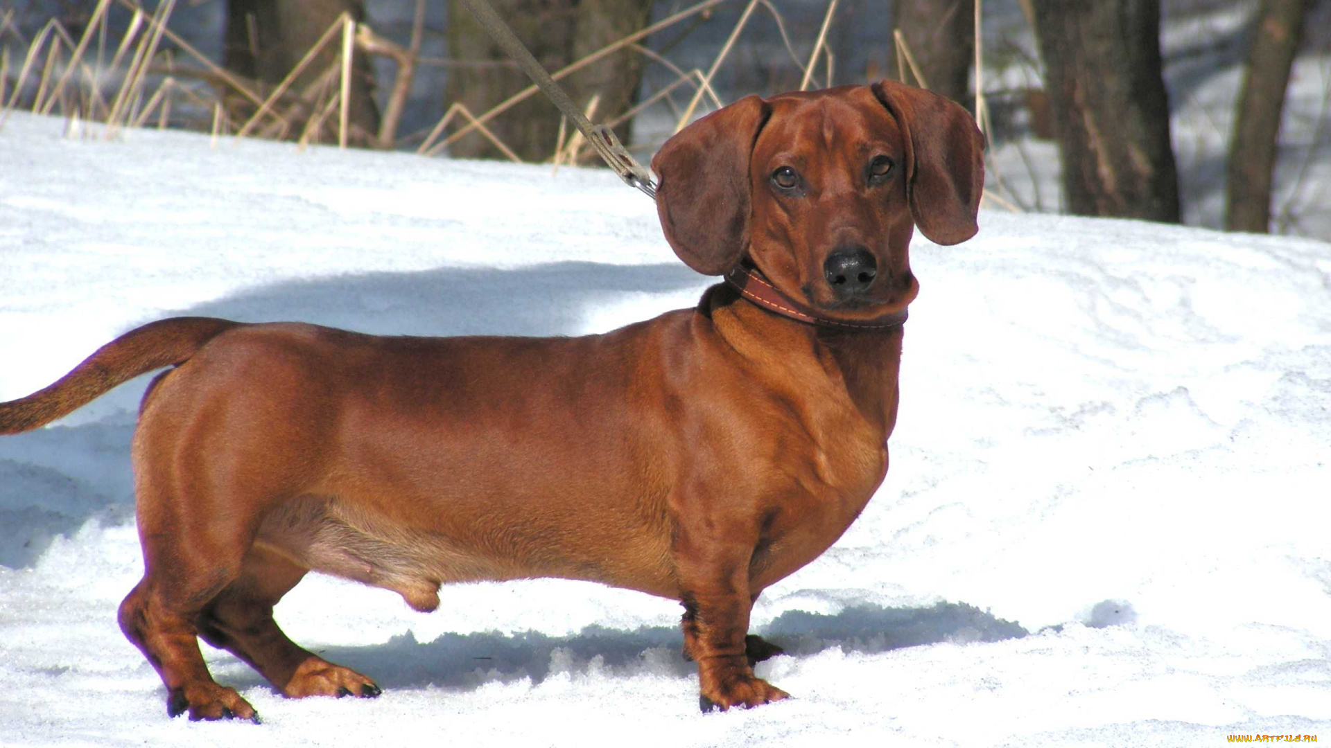 животные, собаки