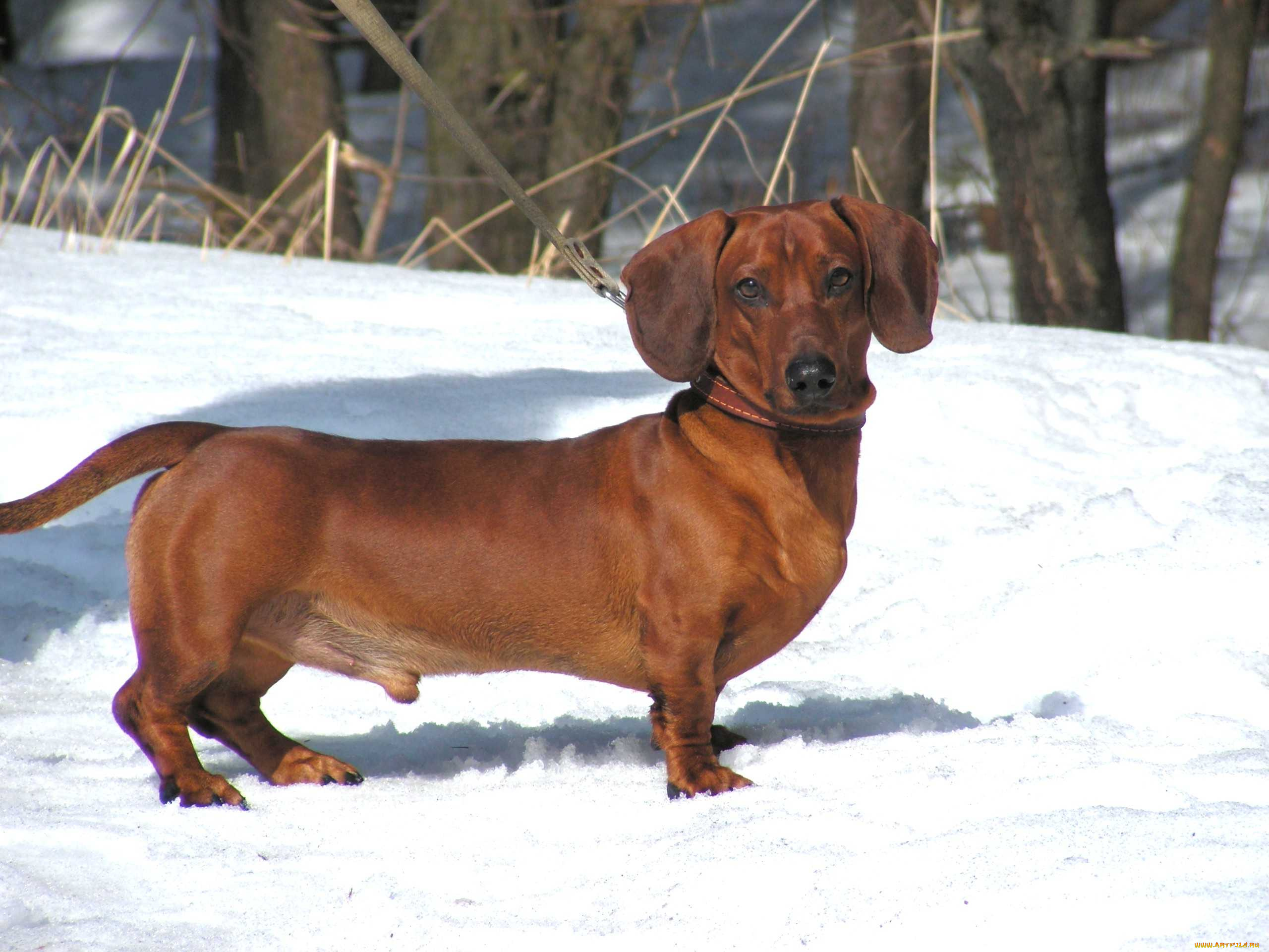 животные, собаки