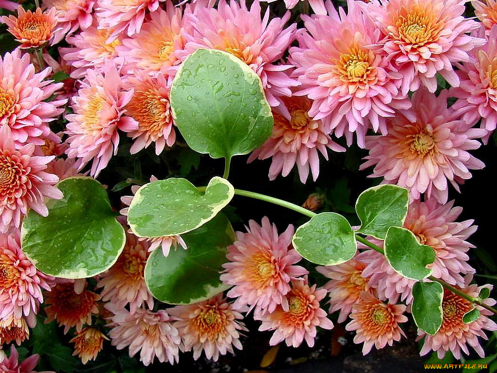 цветы, хризантемы