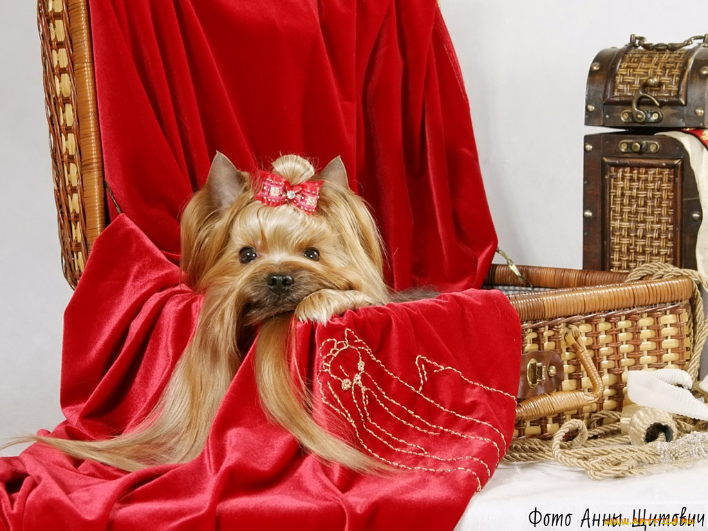 щитович, анна, дама, сдавала, багаж, животные, собаки