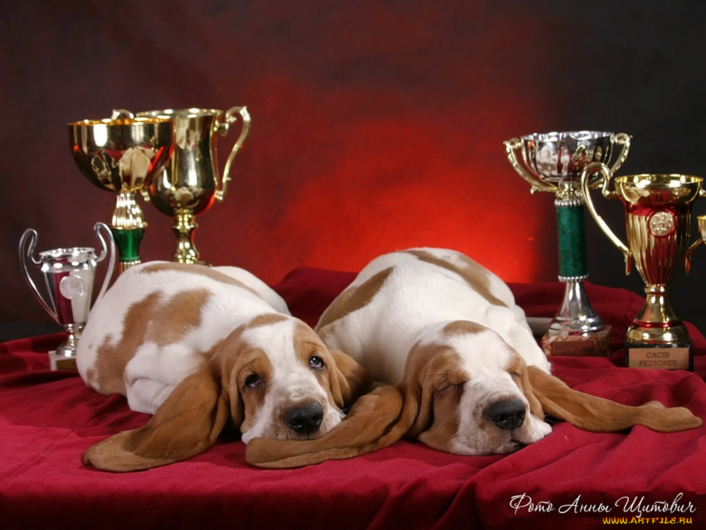 щитович, анна, после, завоеванных, побед, полагается, крепкий, сон, животные, собаки