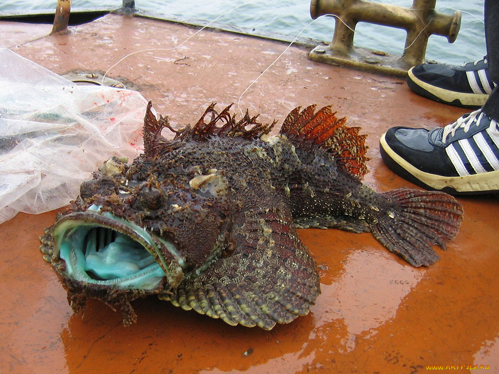 сергей, радож, Чудо, юдо, рыба, кит, животные, рыбы