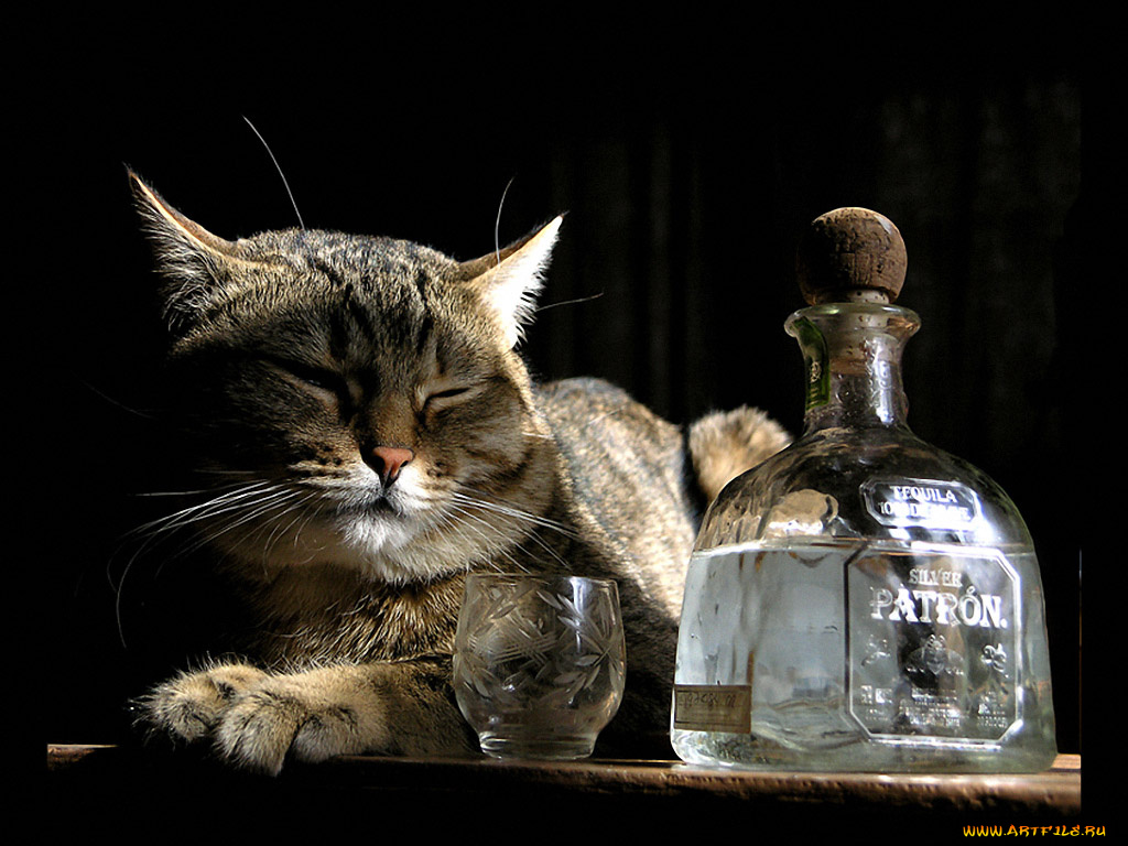 татьЯна, маевскаЯ, патрон, животные, коты