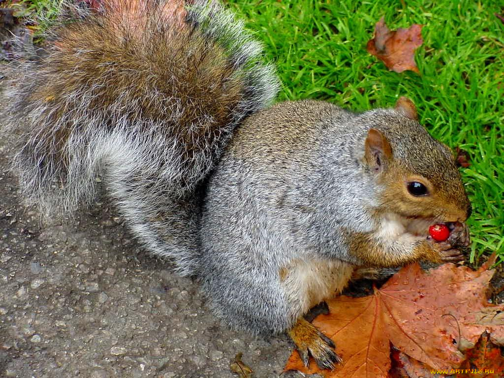 животные, белки