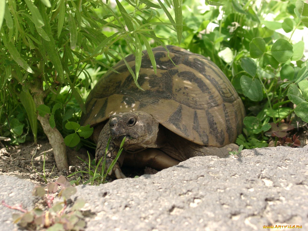 животные, Черепахи