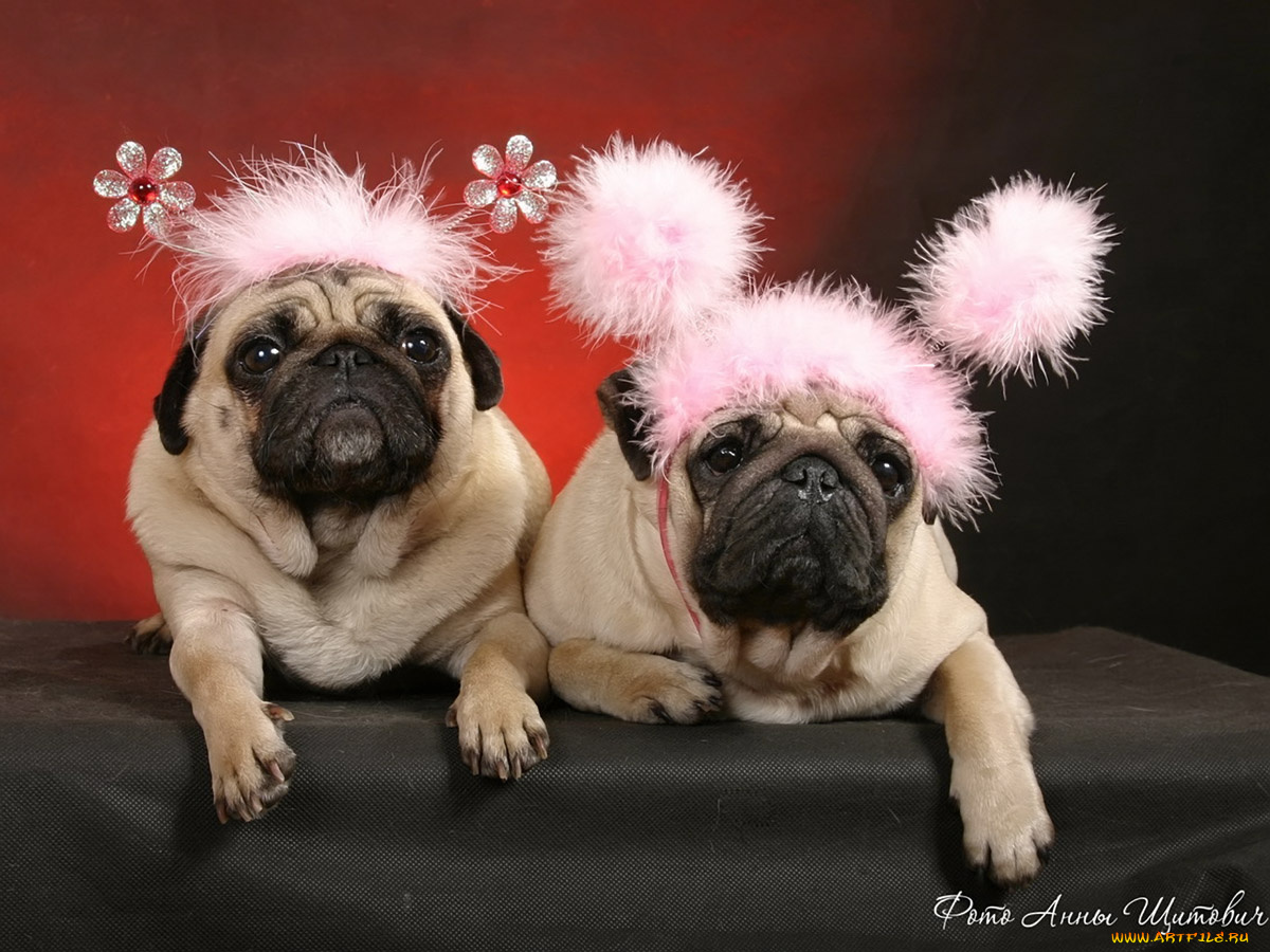 щитович, анна, кавайные, подружки, животные, собаки