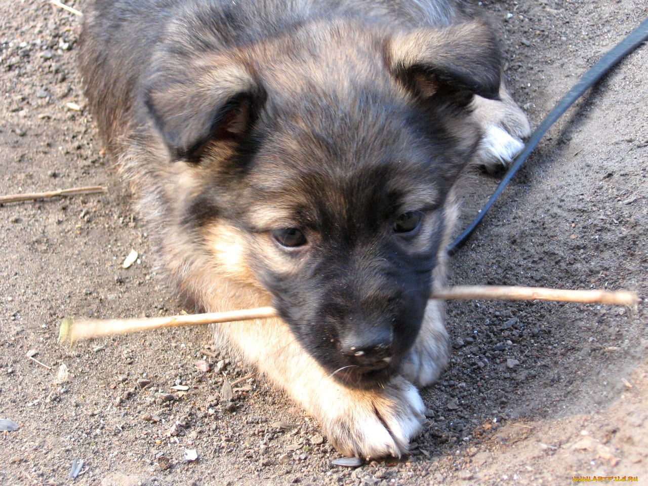 бака, животные, собаки