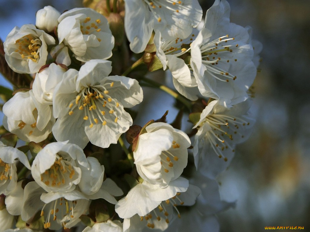 цветы, цветущие, деревья, кустарники