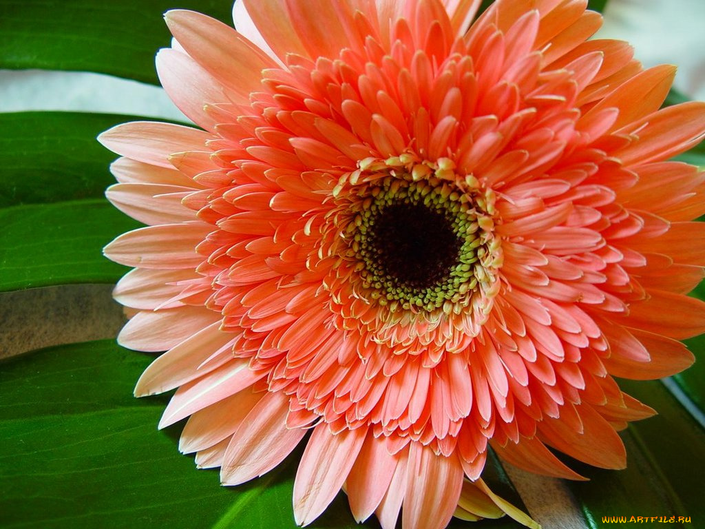 цветы, герберы