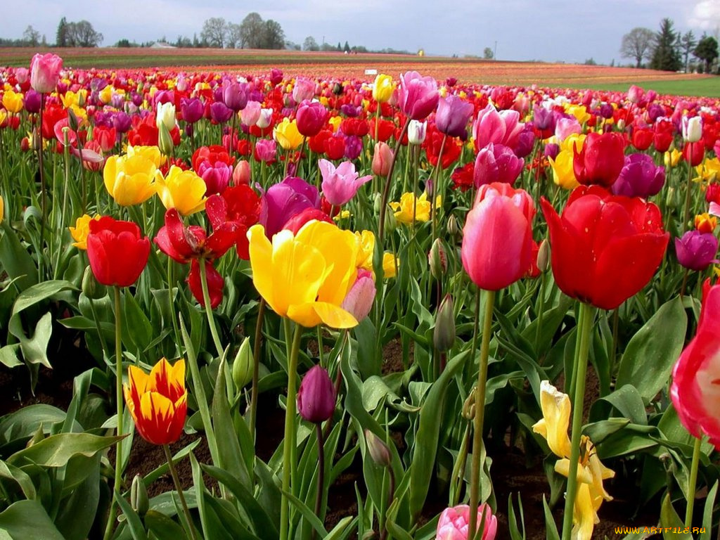 цветы, тюльпаны