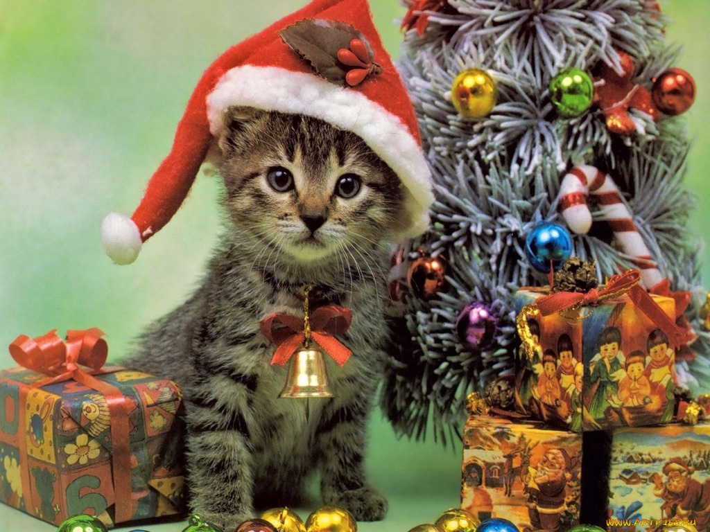 животные, коты