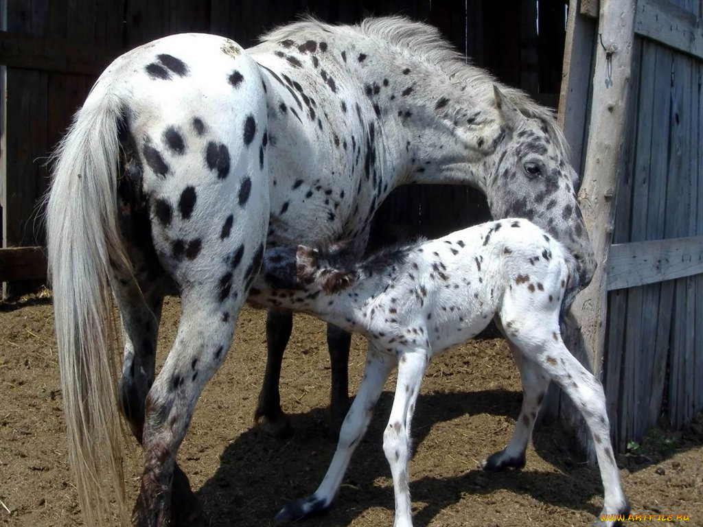 животные, лошади