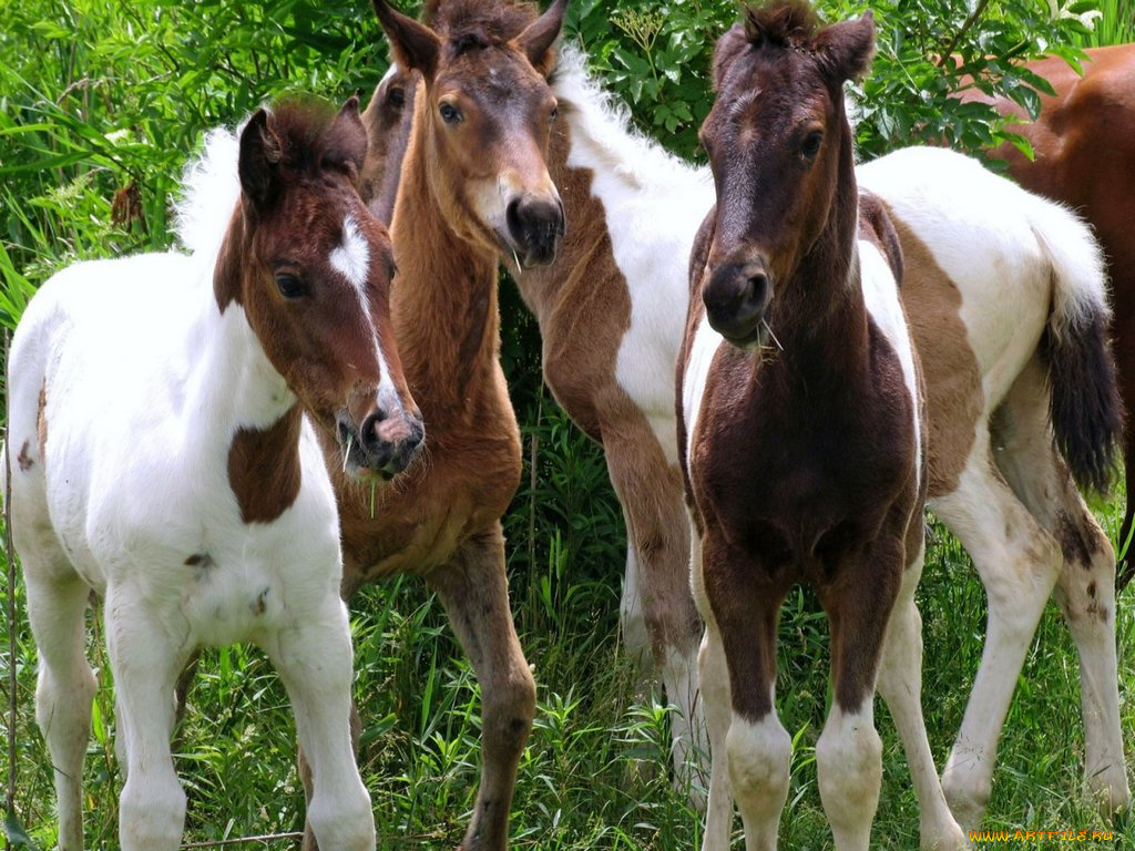 животные, лошади