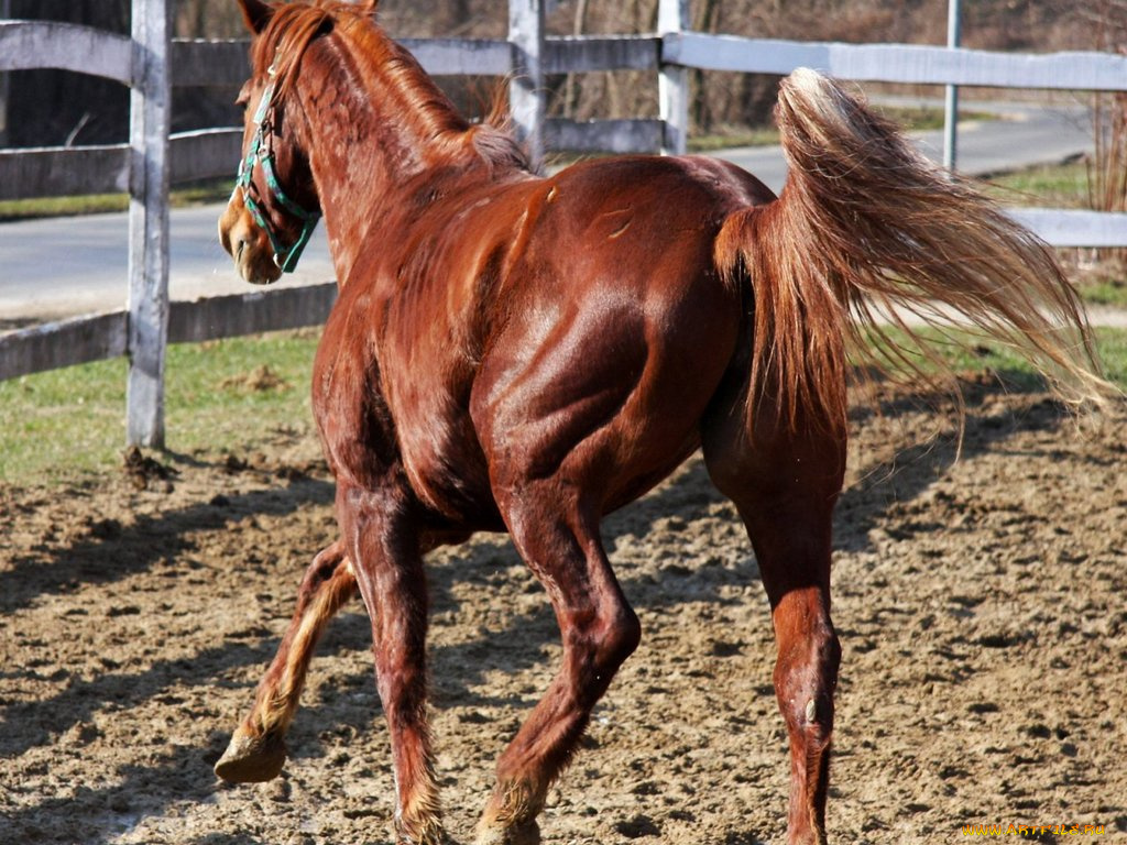 животные, лошади