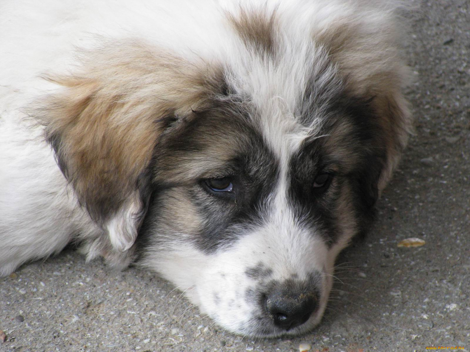 животные, собаки