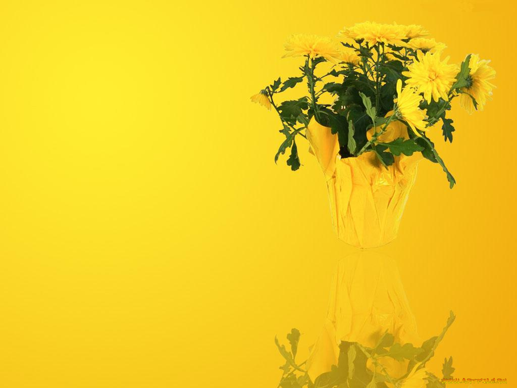 цветы, хризантемы