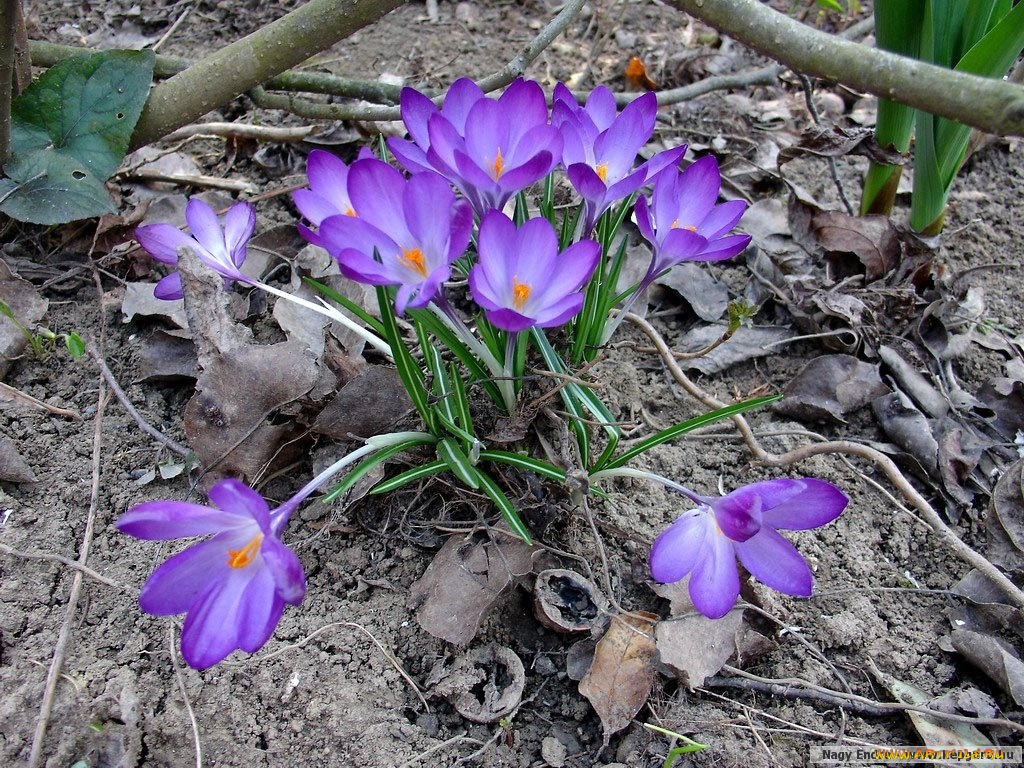 цветы, крокусы