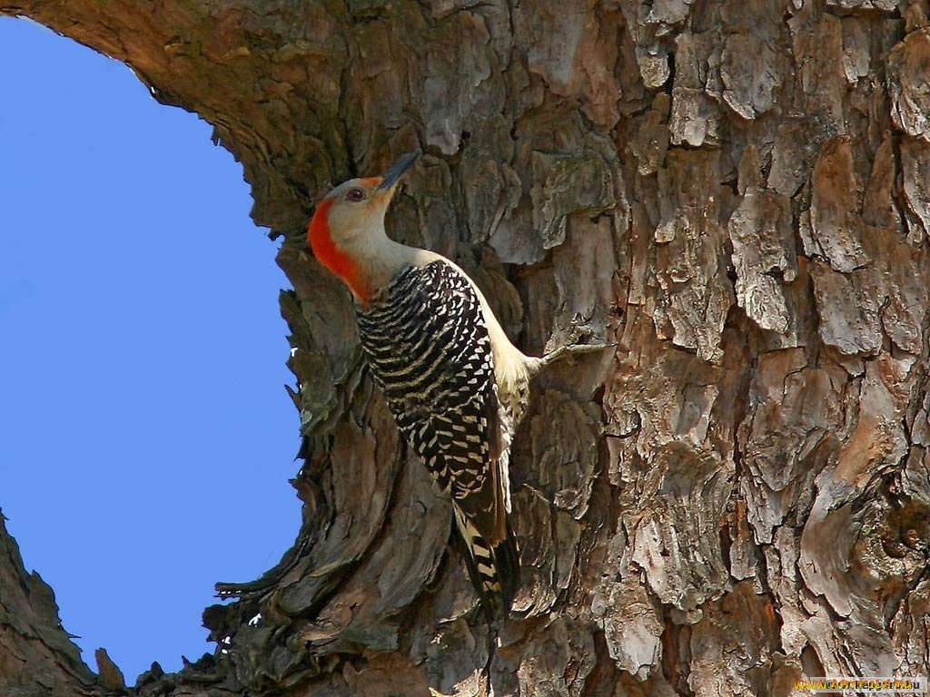 животные, дятлы