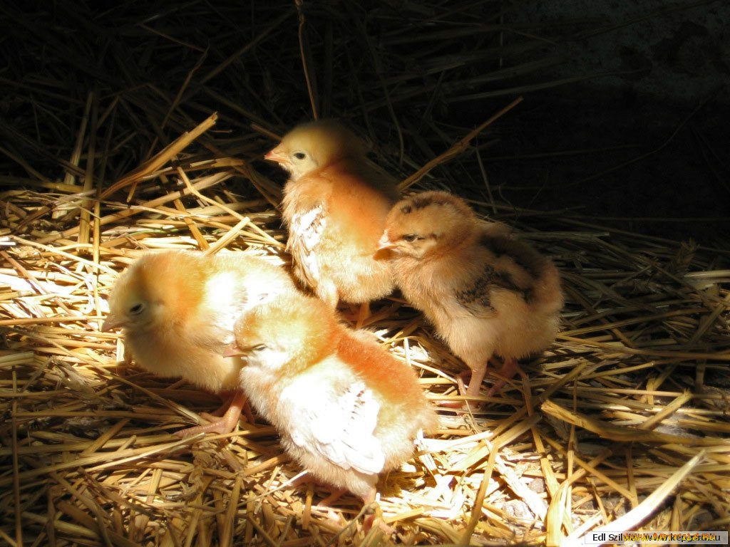 животные, куры, петухи