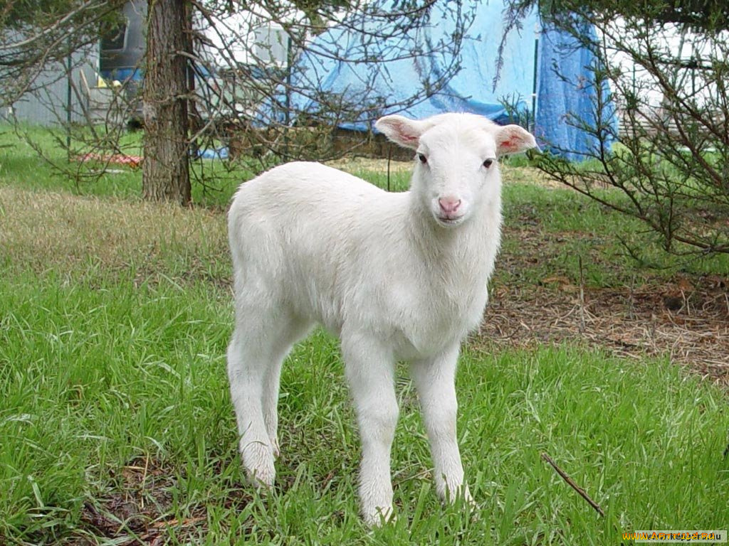 животные, овцы, бараны