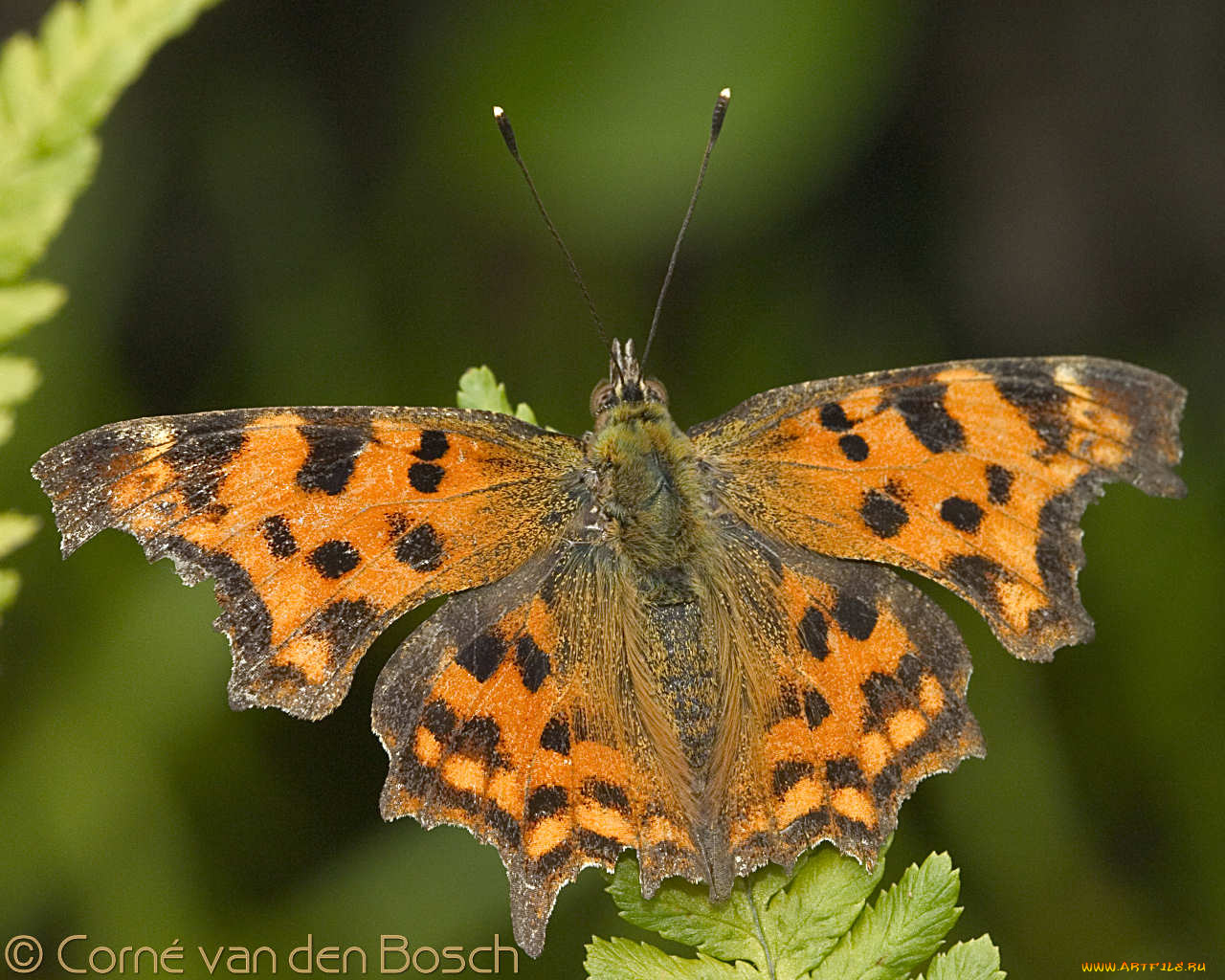 животные, бабочки