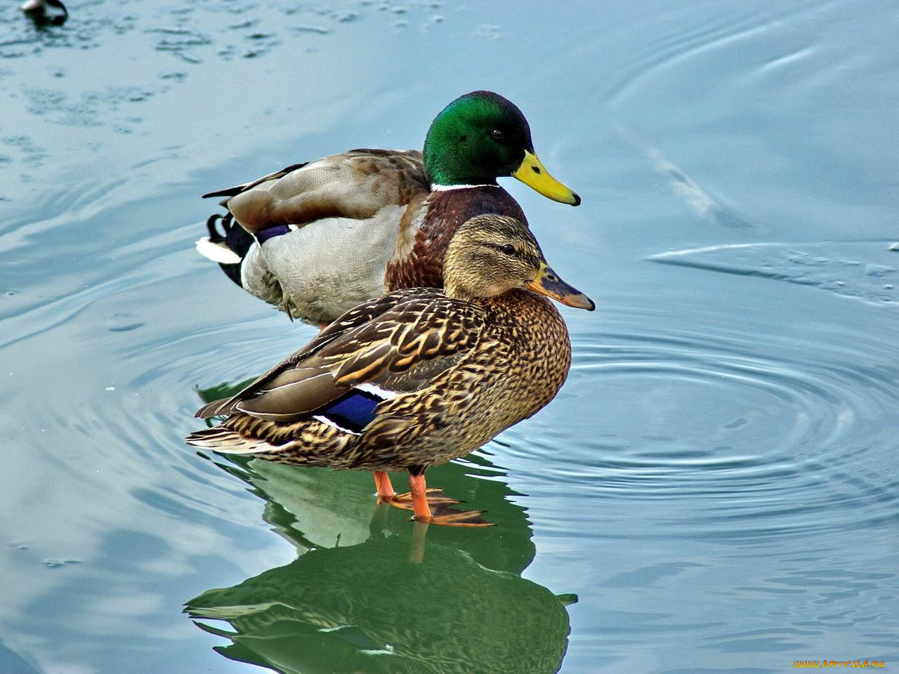 животные, утки