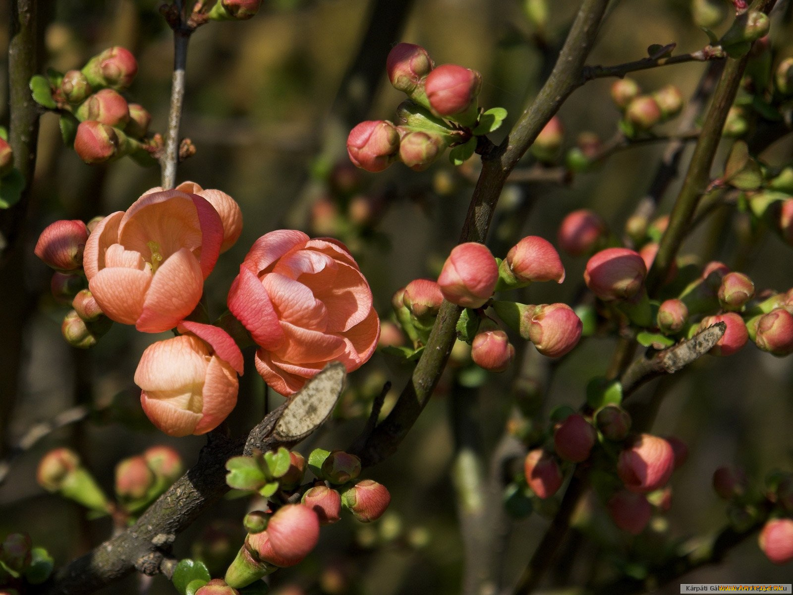 цветы, айва