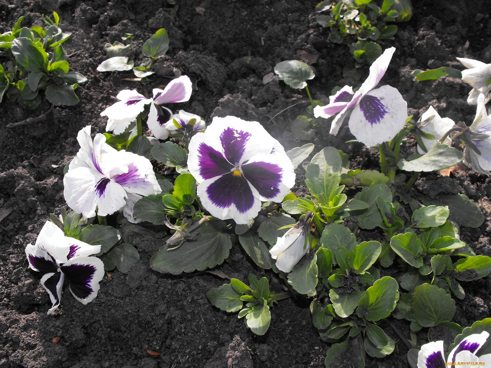 цветы, анютины, глазки, садовые, фиалки