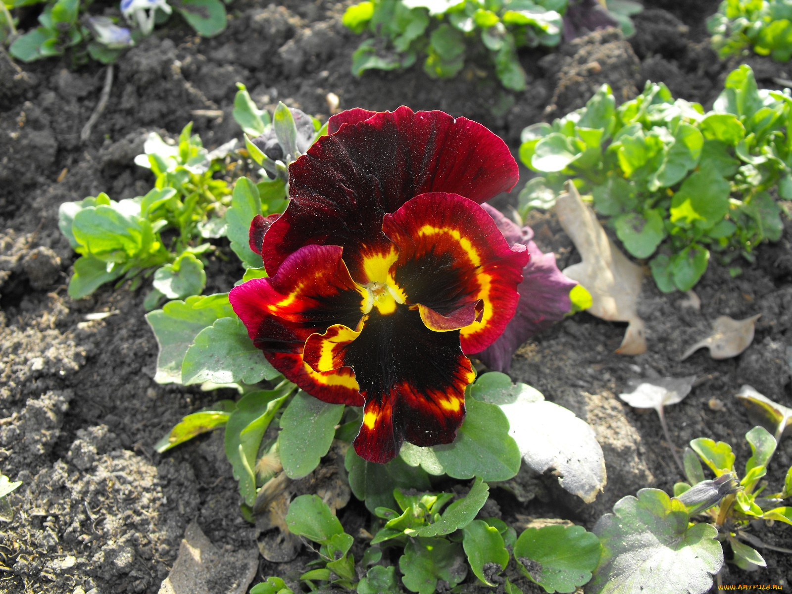 цветы, анютины, глазки, садовые, фиалки