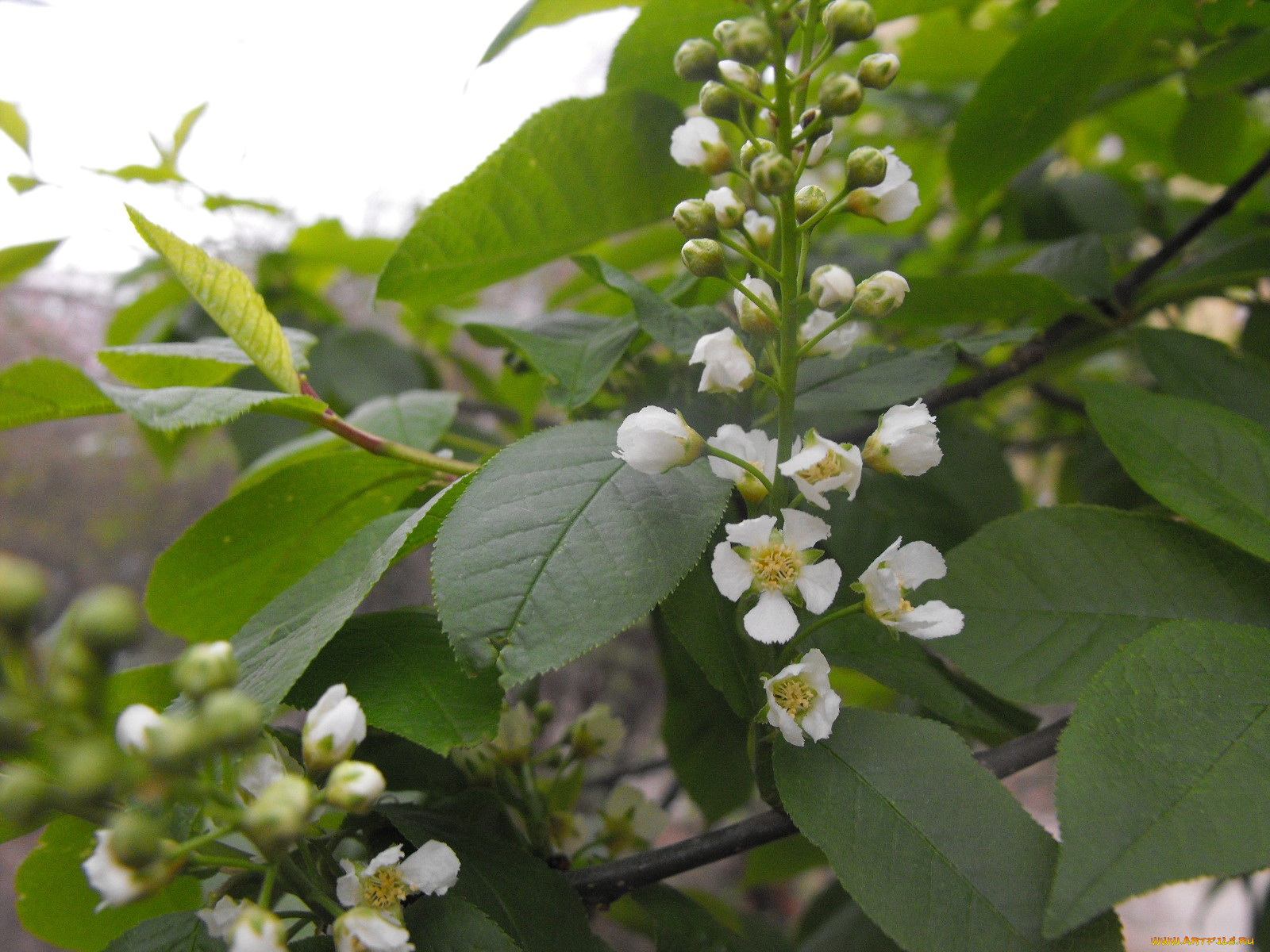 цветы, цветущие, деревья, кустарники