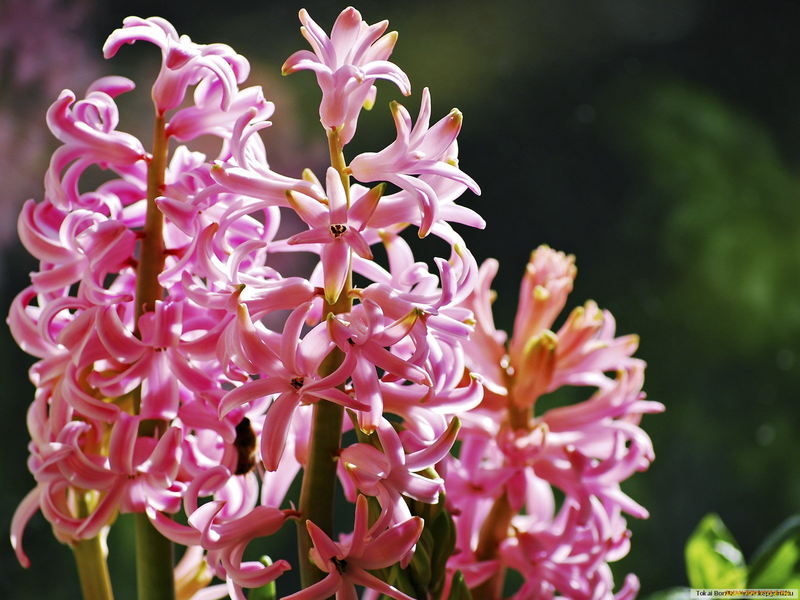 цветы, гиацинты