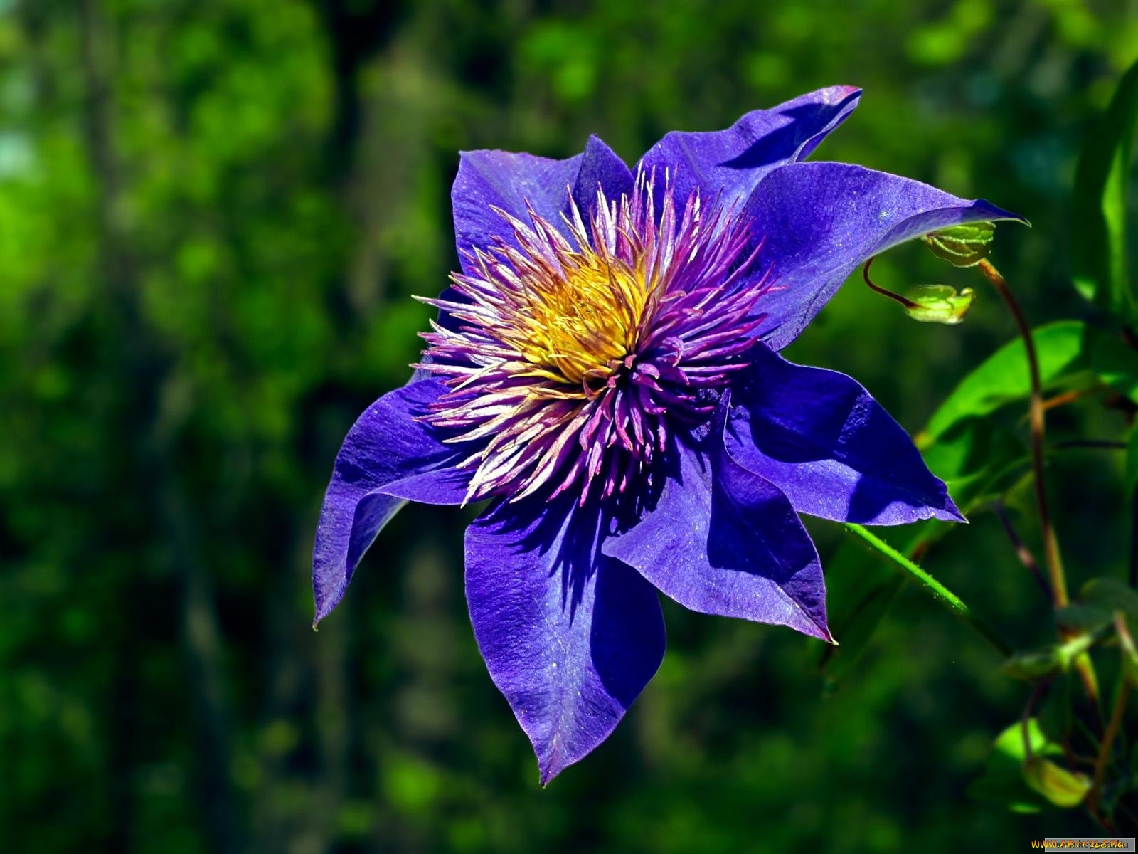 цветы, клематис, ломонос