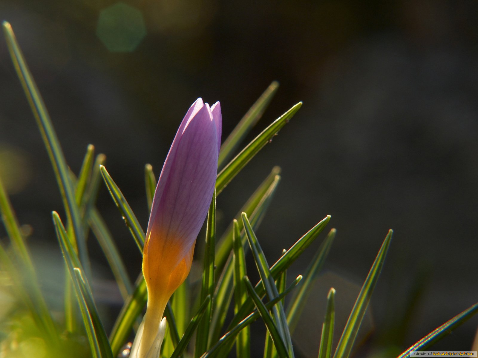 цветы, крокусы
