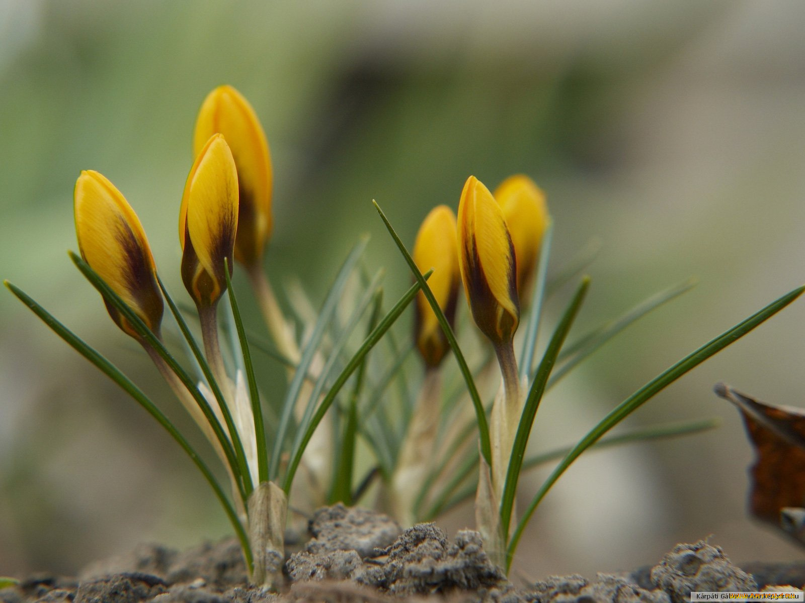 цветы, крокусы