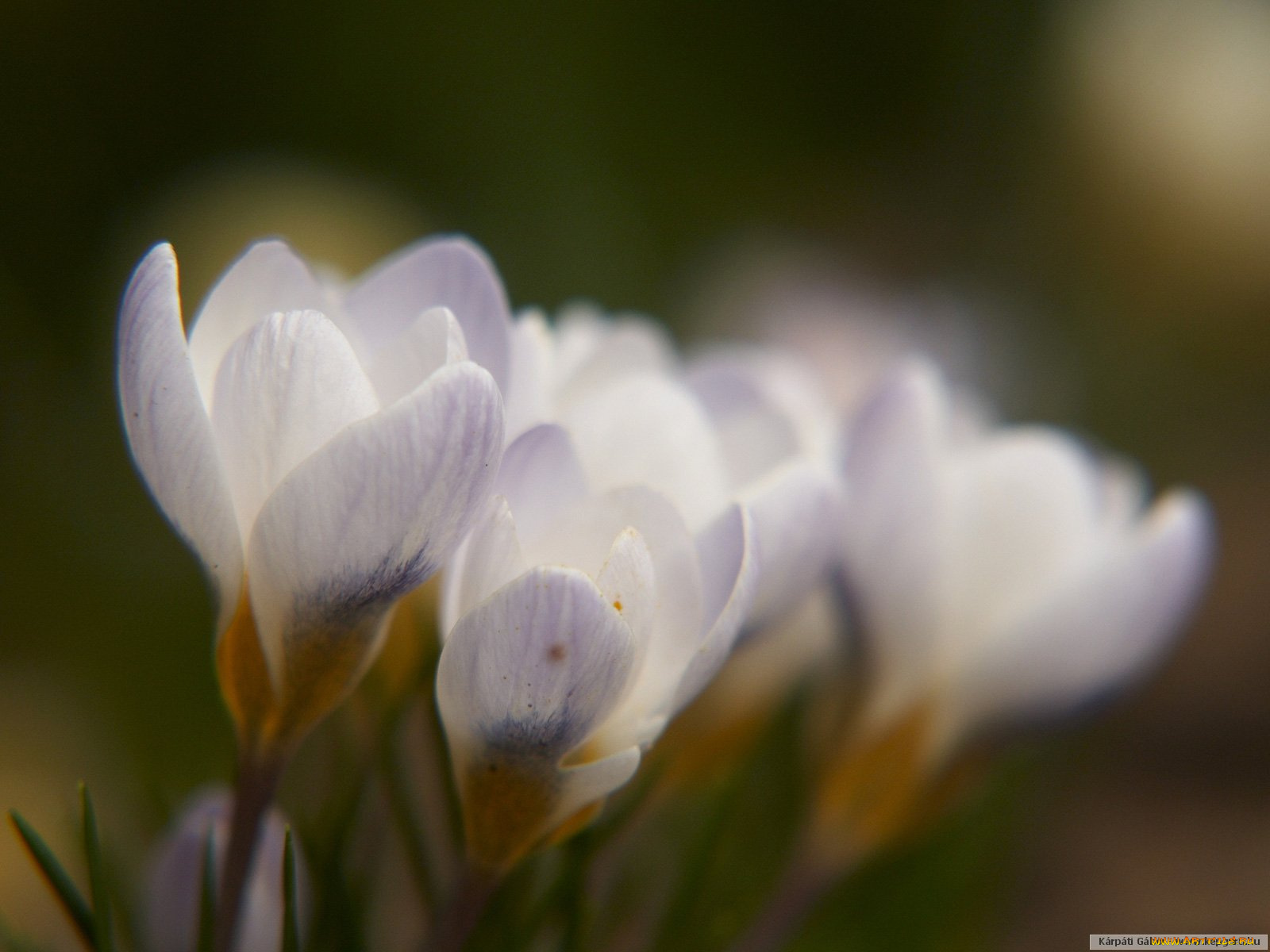 цветы, крокусы