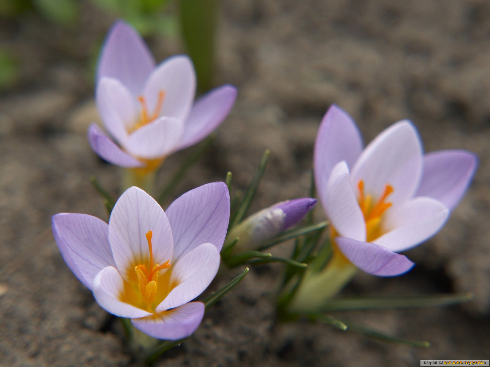 цветы, крокусы