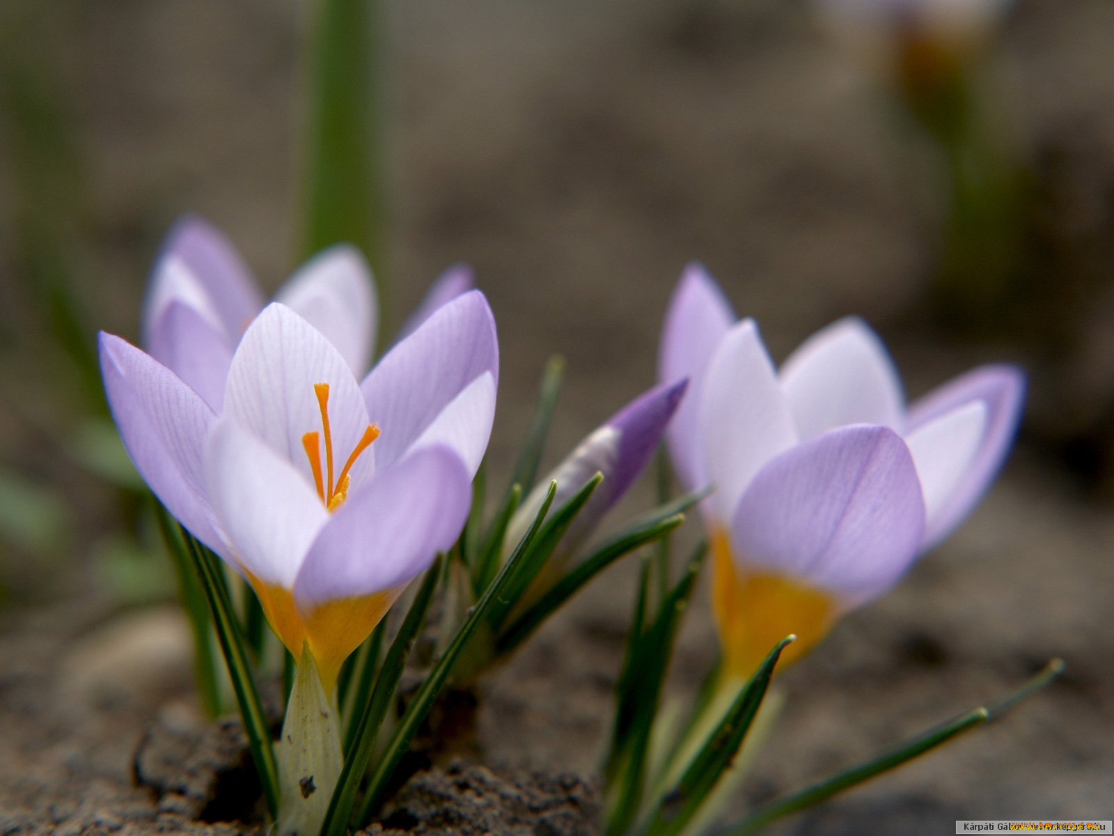 цветы, крокусы