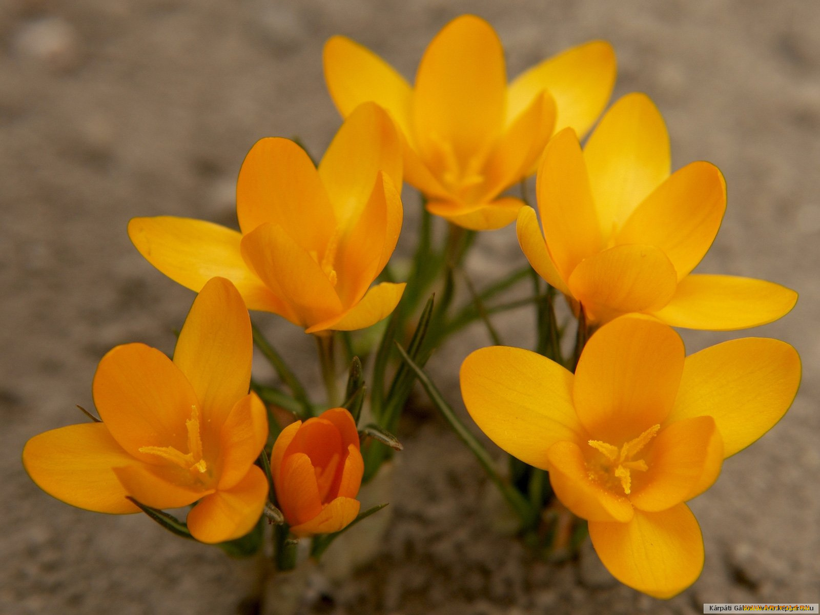 цветы, крокусы