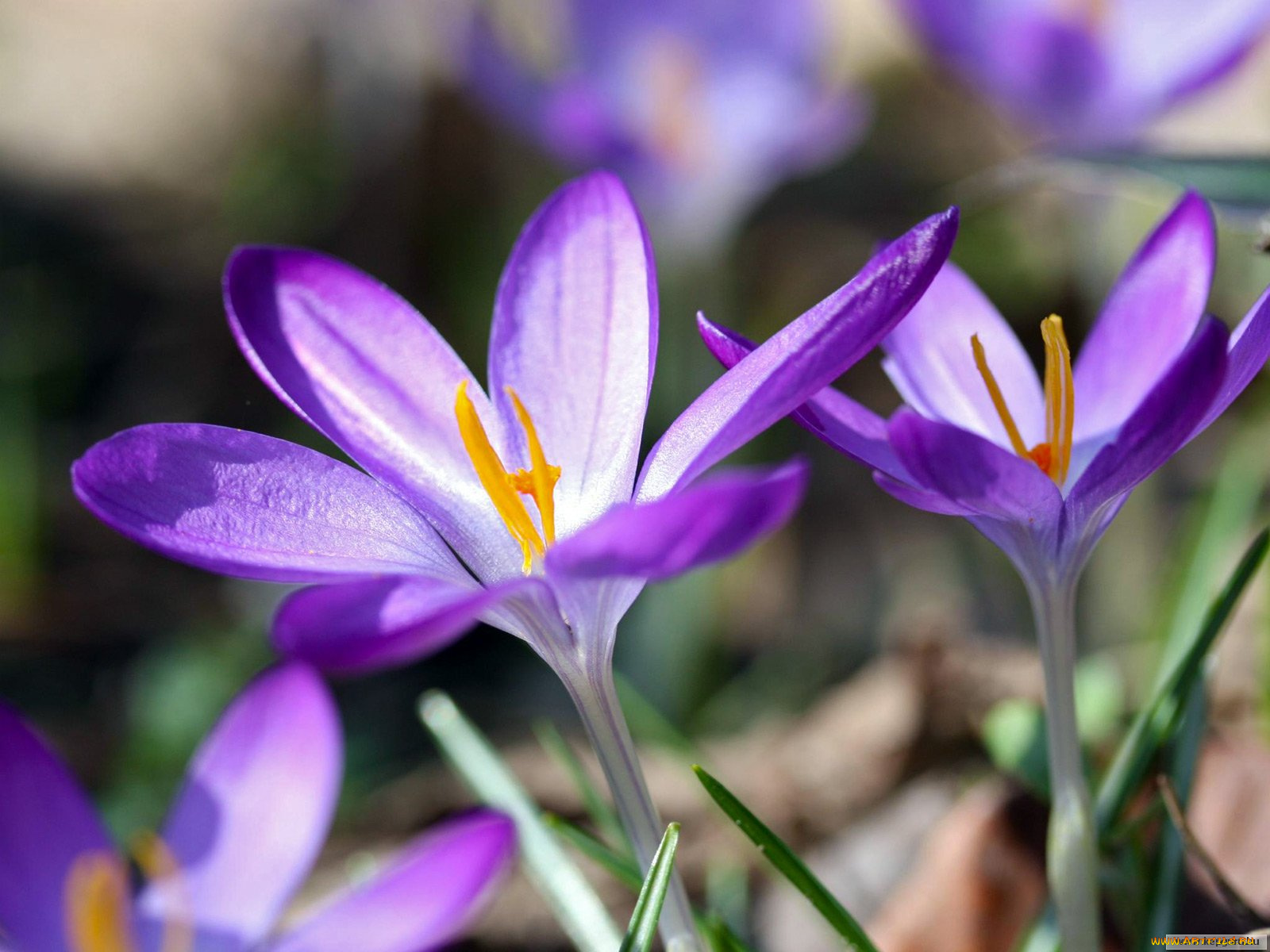 цветы, крокусы