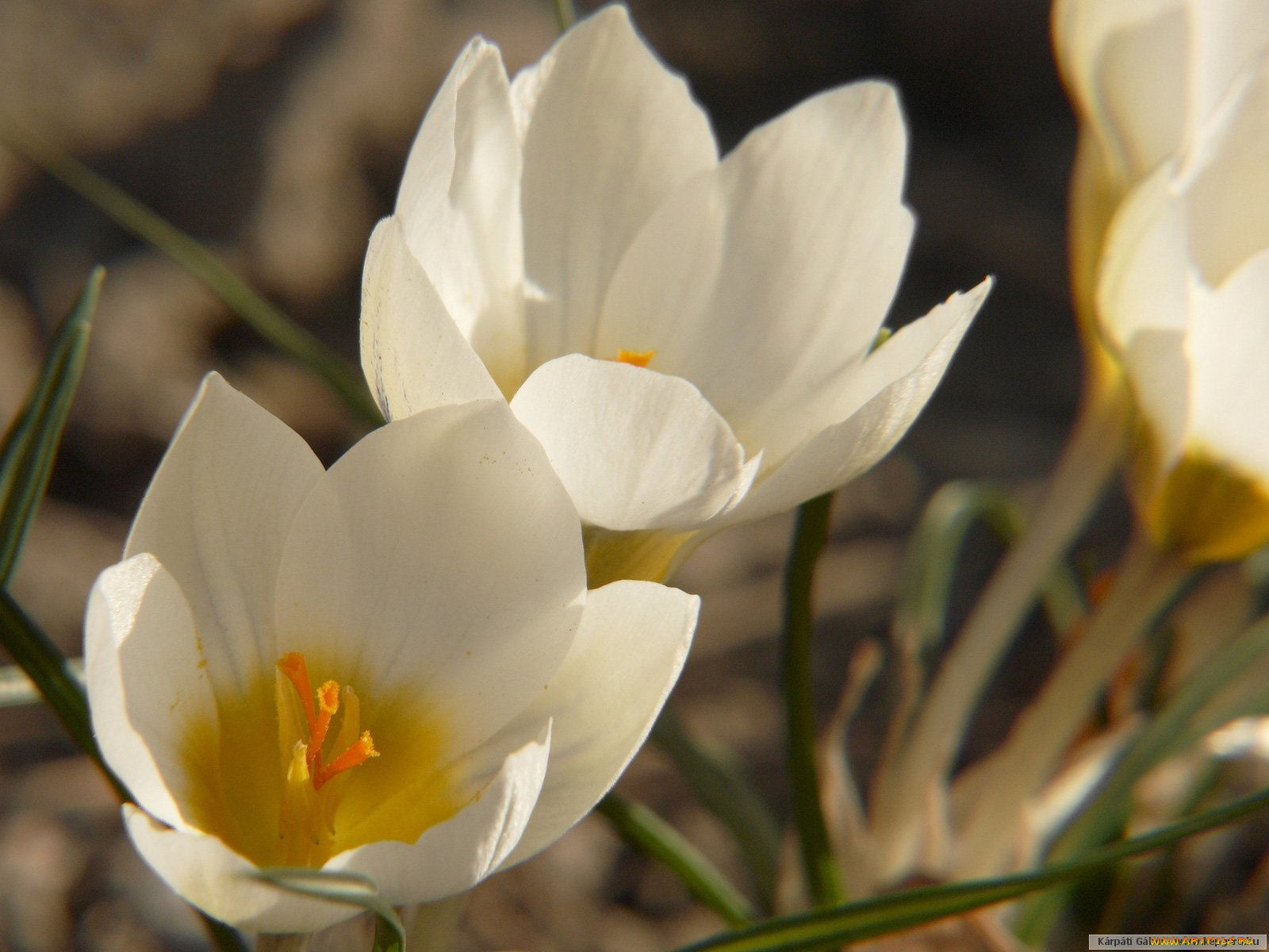 цветы, крокусы