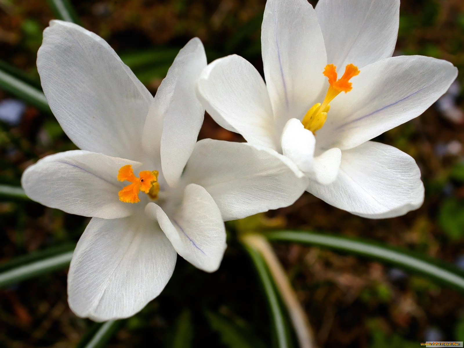 цветы, крокусы