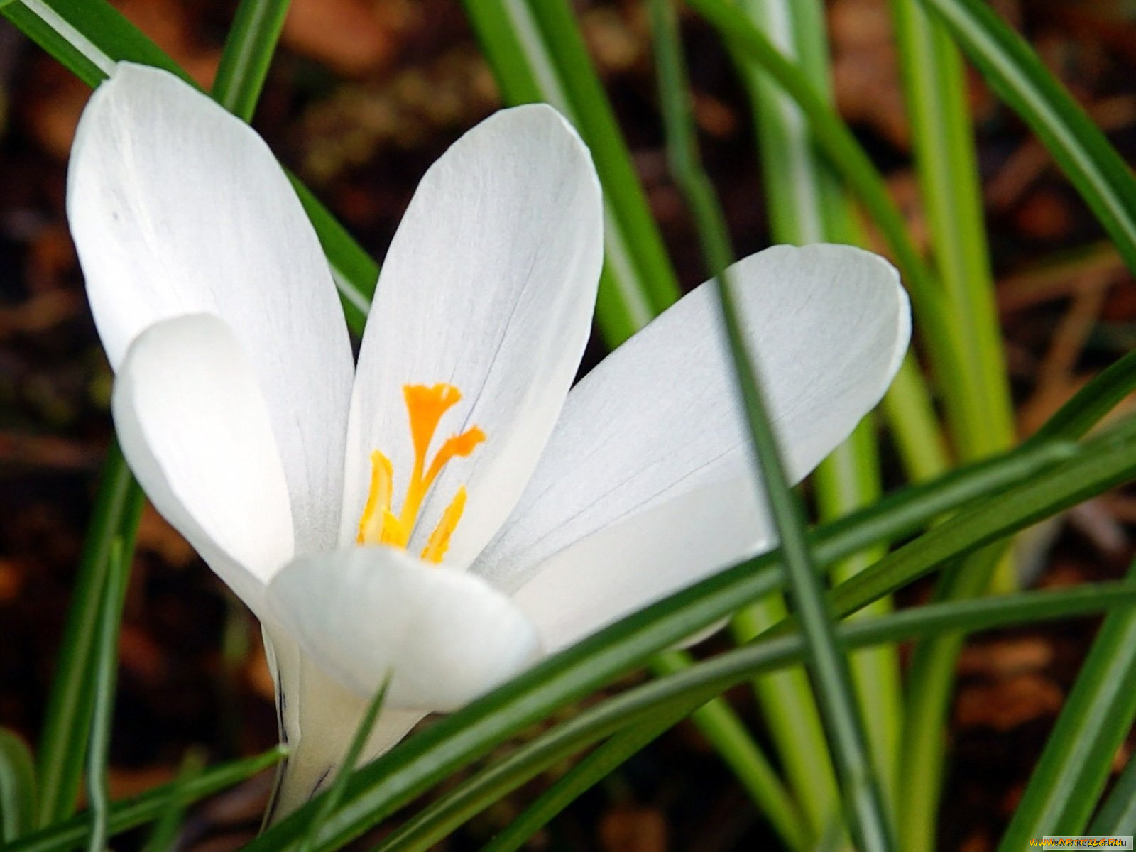 цветы, крокусы