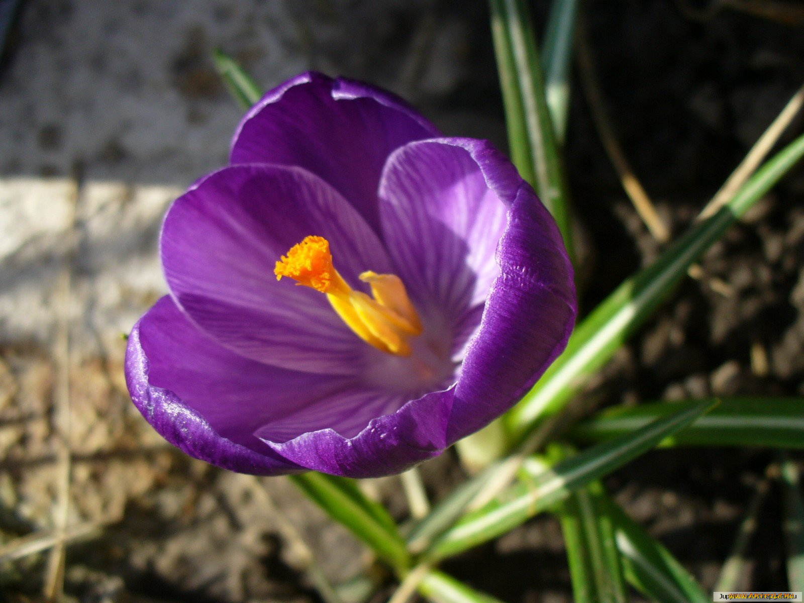 цветы, крокусы